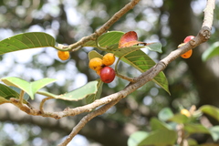 Ficus drupacea var. pubescens